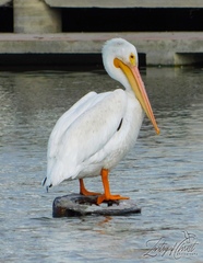 Pelecanus erythrorhynchos