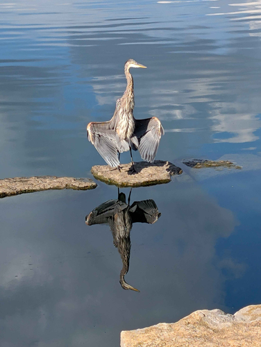 Great Blue Heron photographed in Missouri
