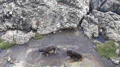 Arctocephalus forsteri