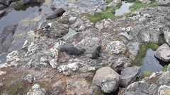 Arctocephalus forsteri