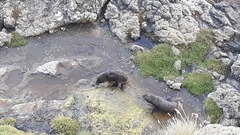 Arctocephalus forsteri