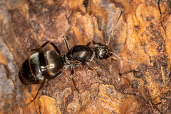 Formica argentea