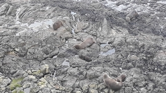 Arctocephalus forsteri