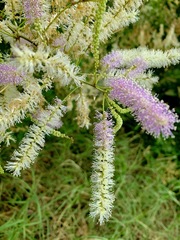Mimosa spirocarpa