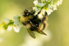Bombus mckayi