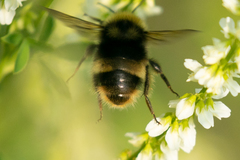 Bombus mckayi