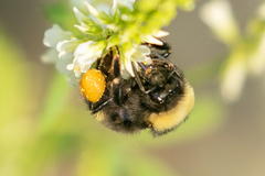 Bombus mckayi