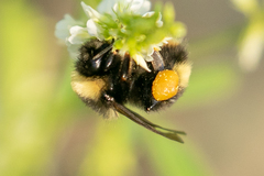 Bombus mckayi