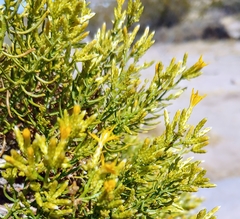 Ericameria laricifolia
