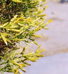 Ericameria laricifolia