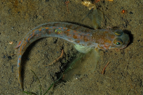 Frie's goby (Lesueurigobius friesii) — Gobiidae