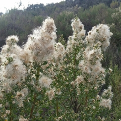 Baccharis pilularis