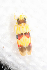 Erythroneura integra