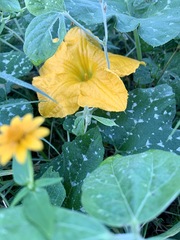 Cucurbita argyrosperma