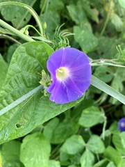 Ipomoea meyeri