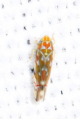 Erythroneura rubra