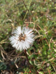 Tephroseris integrifolia atropurpurea
