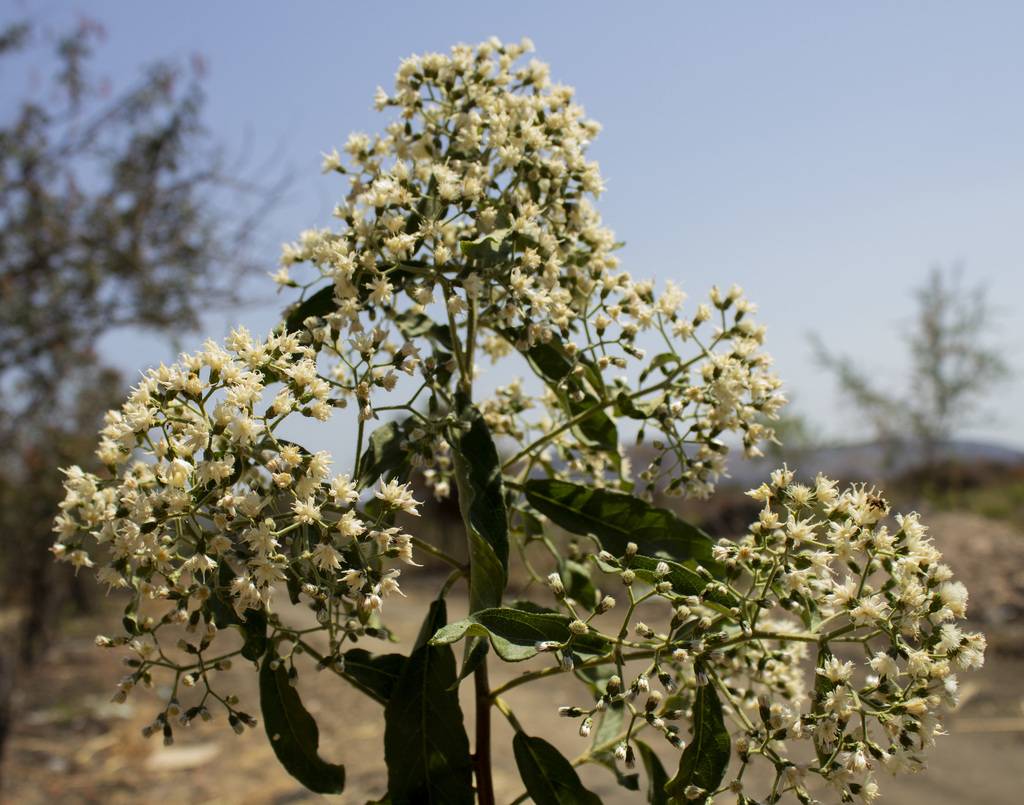 Vernonanthura cordata