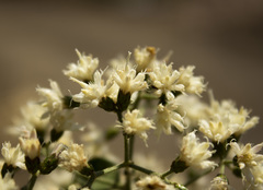Vernonanthura cordata