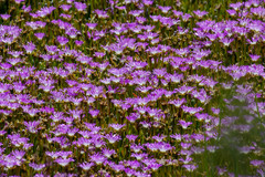 Disphyma crassifolium