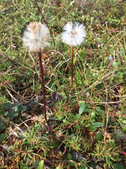 Tephroseris integrifolia atropurpurea