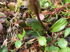 Tephroseris integrifolia atropurpurea