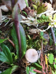 Tephroseris integrifolia atropurpurea