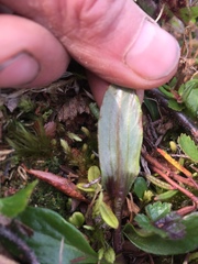 Tephroseris integrifolia atropurpurea