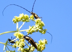 Sphaenothecus argenteus