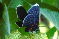 Melanis acroleuca acroleuca