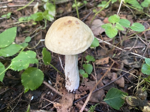 Leccinum percandidum