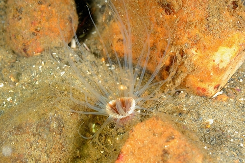 North Sea Tube Anemone, MacColl Terrace, Ballachulish PH49 4JQ, UK, photo 7 of 10