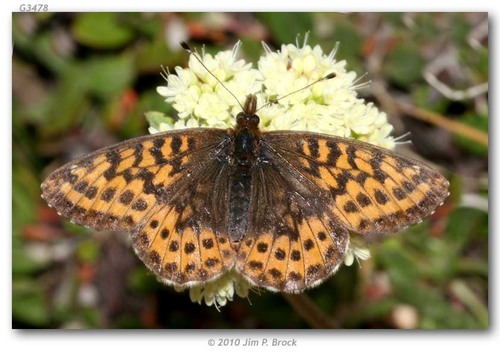 Frigga Fritillary