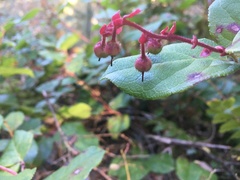 Mycosphaerella chimaphilae