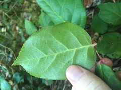 Mycosphaerella chimaphilae