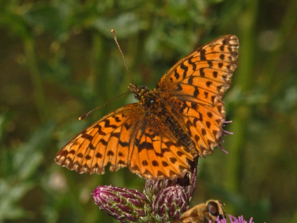 Titania's Fritillary