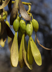 Gyrocarpus jatrophifolius