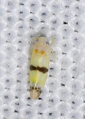 Empoa