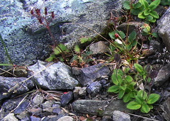 Micranthes purpurascens