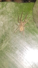 Anyphaena accentuata