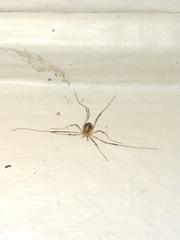 Paroligolophus agrestis