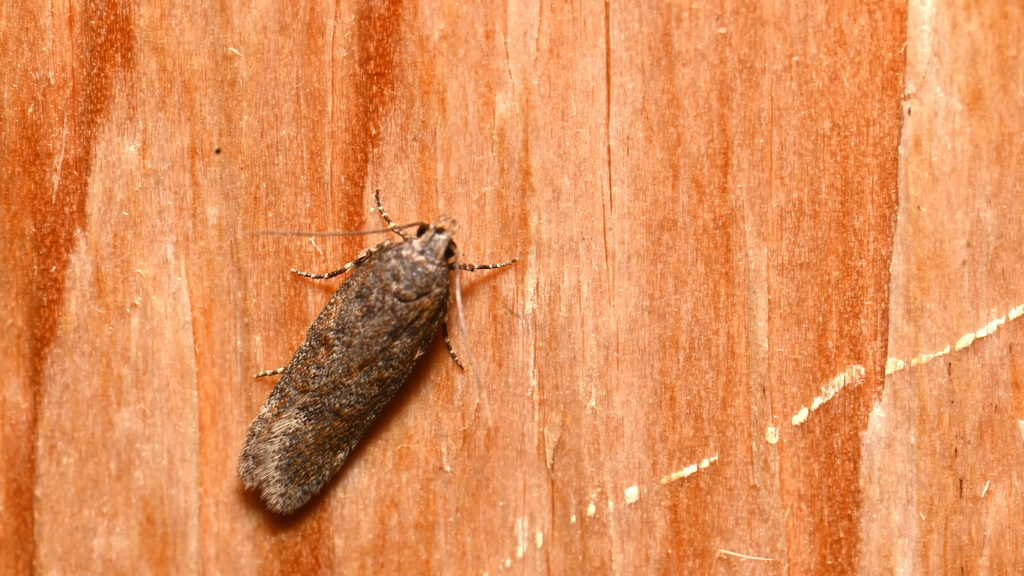 Filatima betulae