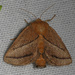 Nason's Slug Moth - Photo (c) Judy Gallagher, some rights reserved (CC BY-NC), uploaded by Judy Gallagher