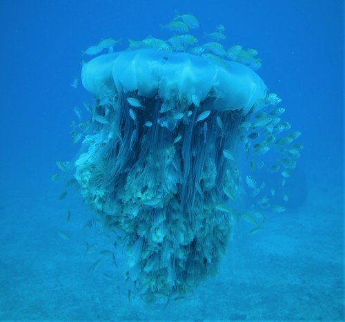 Cyanea buitendijki