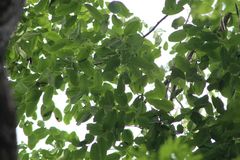 Dalbergia granadillo