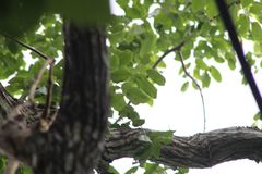 Dalbergia granadillo