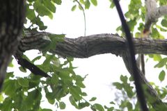 Dalbergia granadillo