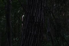 Dalbergia granadillo