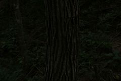 Dalbergia granadillo