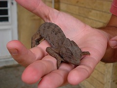 Chamaeleo chamaeleon recticrista